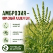 ⚠️ Внимание: опасный сорняк и сильный аллерген!