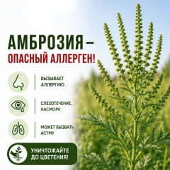 ⚠️ Внимание: опасный сорняк и сильный аллерген!