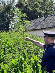 Рейдовые мероприятия по уничтожению наркосодержащей растительности на территории Ванновского поселения проводятся еженедельно.