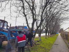 Работники МКУ проводят кронирование деревьев