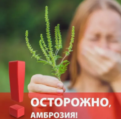 ⚠️ Осторожно, амброзия! Наша ответственность и наше здоровье
