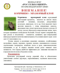 Коричнево-мраморный клоп.