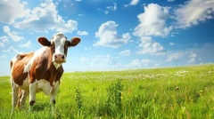 🐄 Внимание, уважаемые собственники КРС!